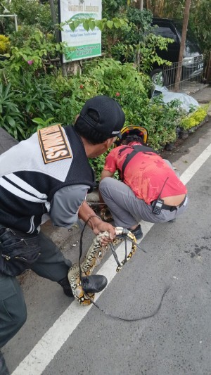 01.08.26 TAGANA DESA SUMERTA KELOD ATENSI PENANGKAPAN ULAR DI JALAN HAYAM WURUK